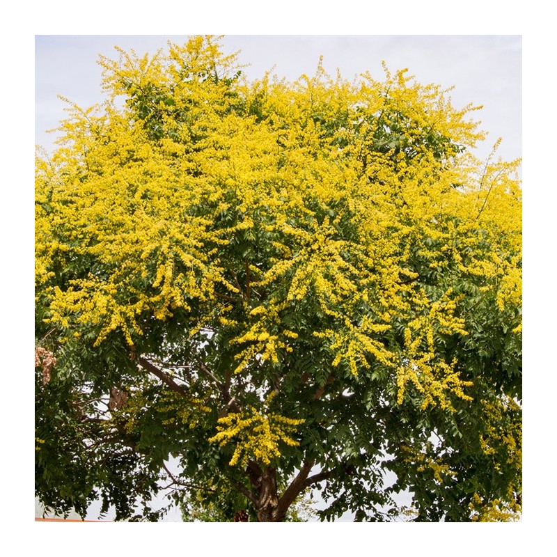 Savonnier - Vente en ligne de plants de Savonnier pas cher