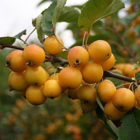 Siberian Crab Apple Seeds (Malus baccata) | Seeds Shop Store