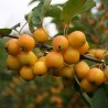 Siberian Crab Apple Seeds (Malus baccata) | Seeds Shop Store