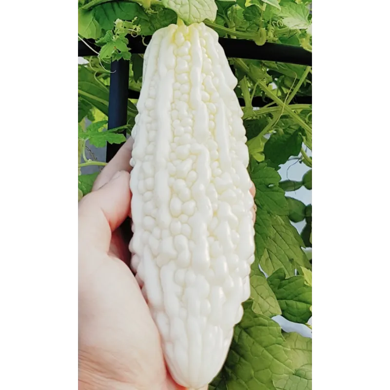 White Bitter Melon Seeds (Momordica Charantia) | Seeds Shop Store