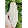 White Bitter Melon Seeds (Momordica Charantia) | Seeds Shop Store