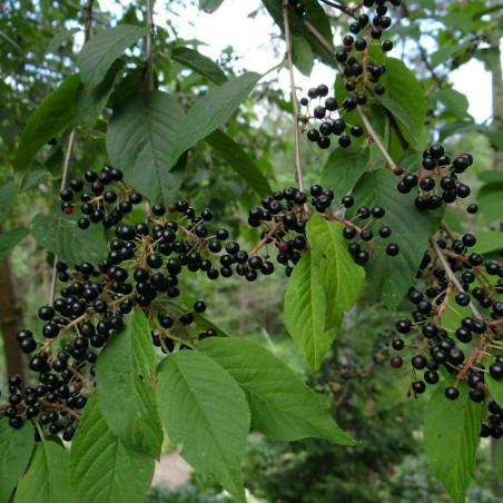 Manchurian cherry Seeds (Prunus maackii) | Seeds Shop Store