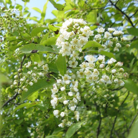 Manchurian cherry Seeds (Prunus maackii) | Seeds Shop Store