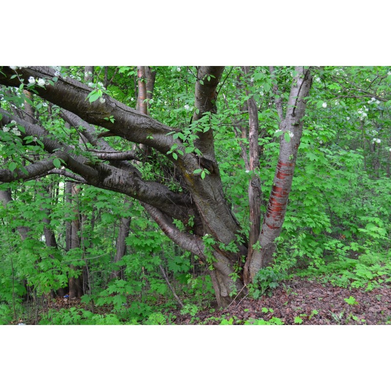 Manchurian cherry Seeds (Prunus maackii) | Seeds Shop Store