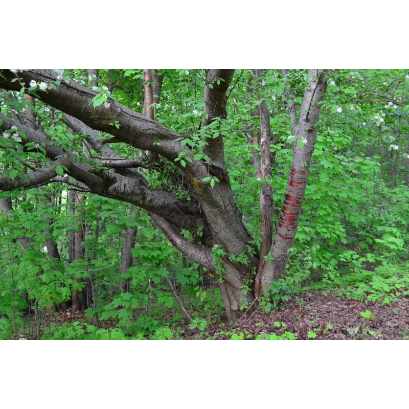 Sementes de cereja da Manchúria (Prunus maackii) | Seeds Shop Store