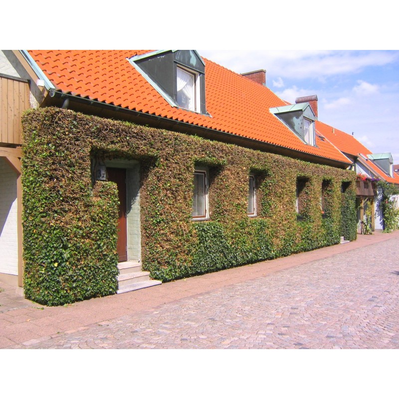 Gemeine Efeu, Gewöhnlicher Efeu Samen (Hedera helix) | Seeds Shop Store