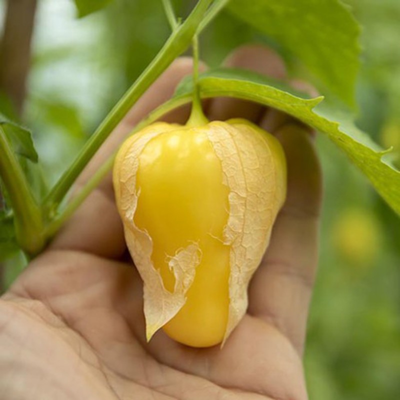 Tomatillo Queen of Malinalco seeds (Phylasis ixocarpa) | Seeds Shop Store