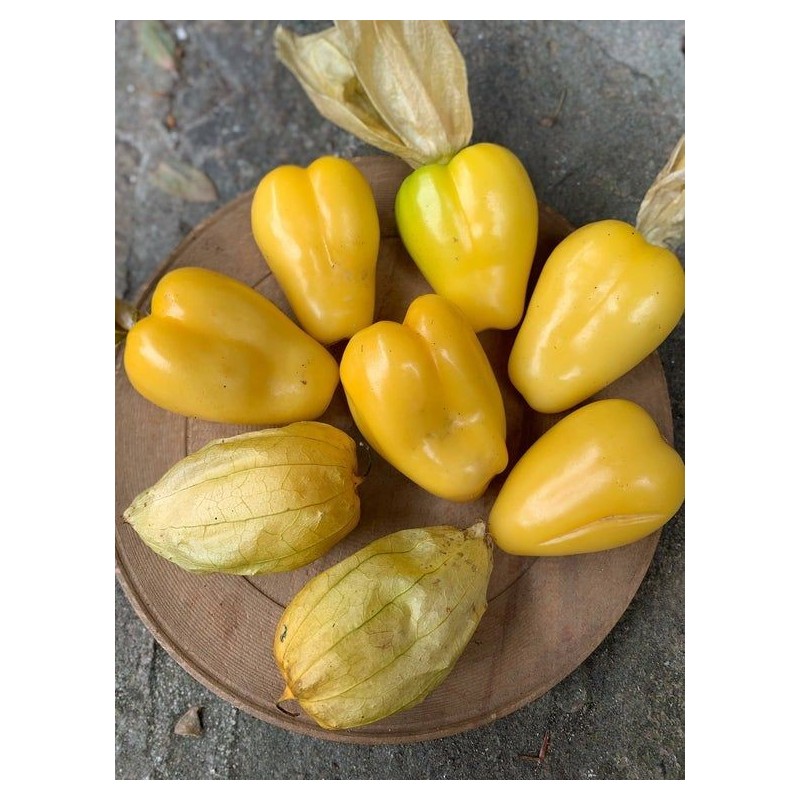 Sementes Tomatillo Rainha de Malinalco (Physalis ixocarpa) | Seeds Shop Store