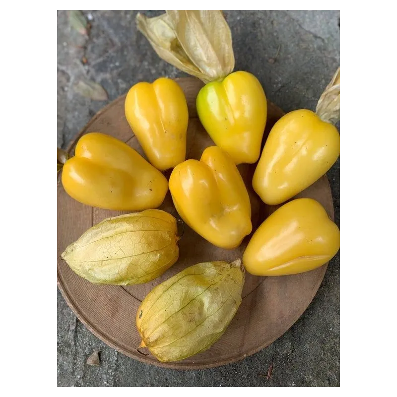 Tomatillo Queen of Malinalco seeds (Phylasis ixocarpa) | Seeds Shop Store
