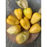 Sementes Tomatillo Rainha de Malinalco (Physalis ixocarpa) | Seeds Shop Store