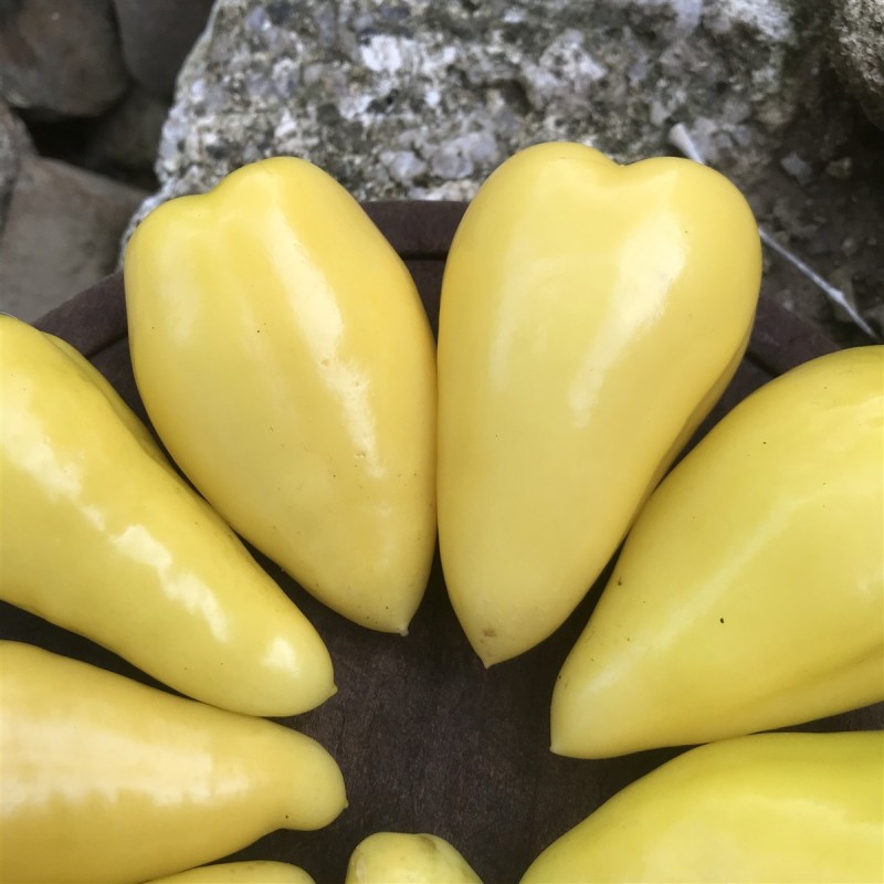 Sementes Tomatillo Rainha de Malinalco (Physalis ixocarpa) | Seeds Shop Store