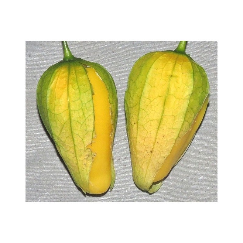 Sementes Tomatillo Rainha de Malinalco (Physalis ixocarpa) | Seeds Shop Store