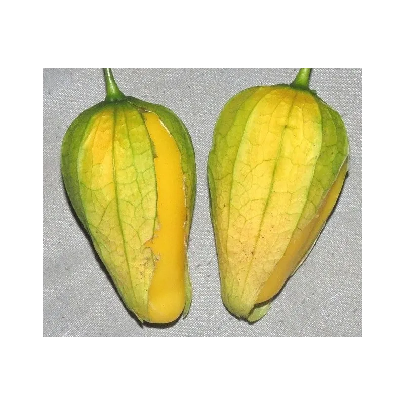 Tomatillo Queen of Malinalco seeds (Phylasis ixocarpa) | Seeds Shop Store