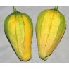 Tomatillo Queen of Malinalco seeds (Phylasis ixocarpa) | Seeds Shop Store