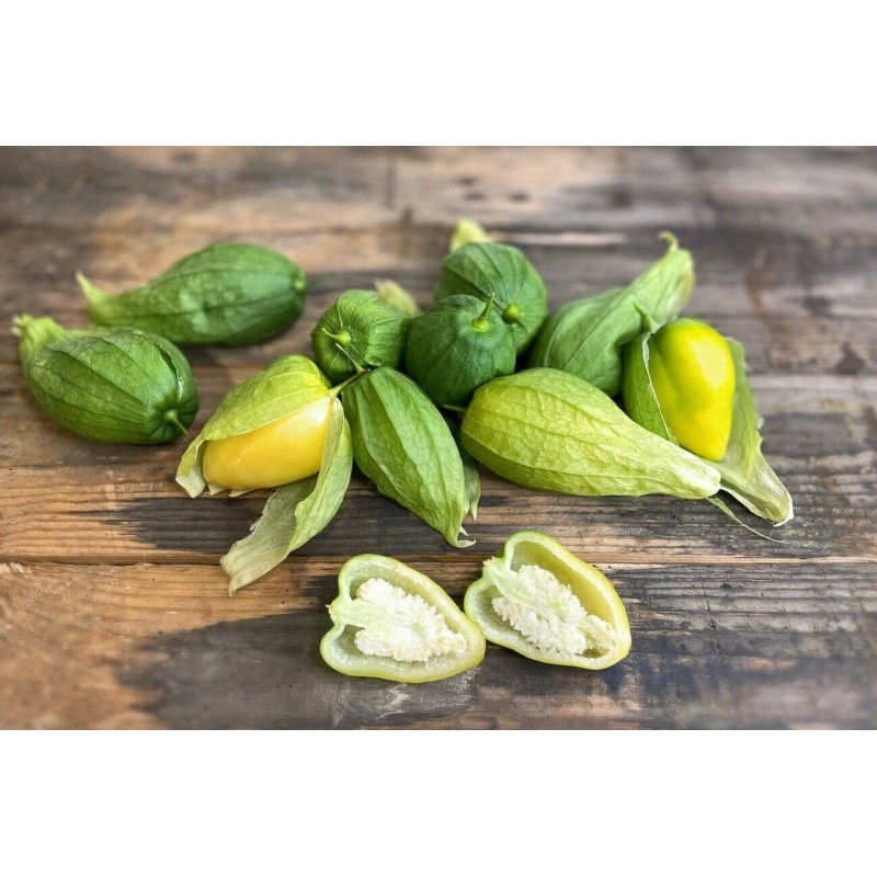 Sementes Tomatillo Rainha de Malinalco (Physalis ixocarpa) | Seeds Shop Store