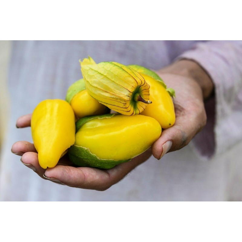 Sementes Tomatillo Rainha de Malinalco (Physalis ixocarpa) | Seeds Shop Store