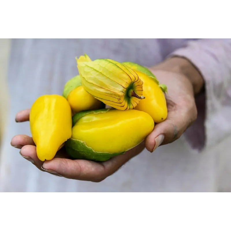Tomatillo Queen of Malinalco seeds (Phylasis ixocarpa) | Seeds Shop Store