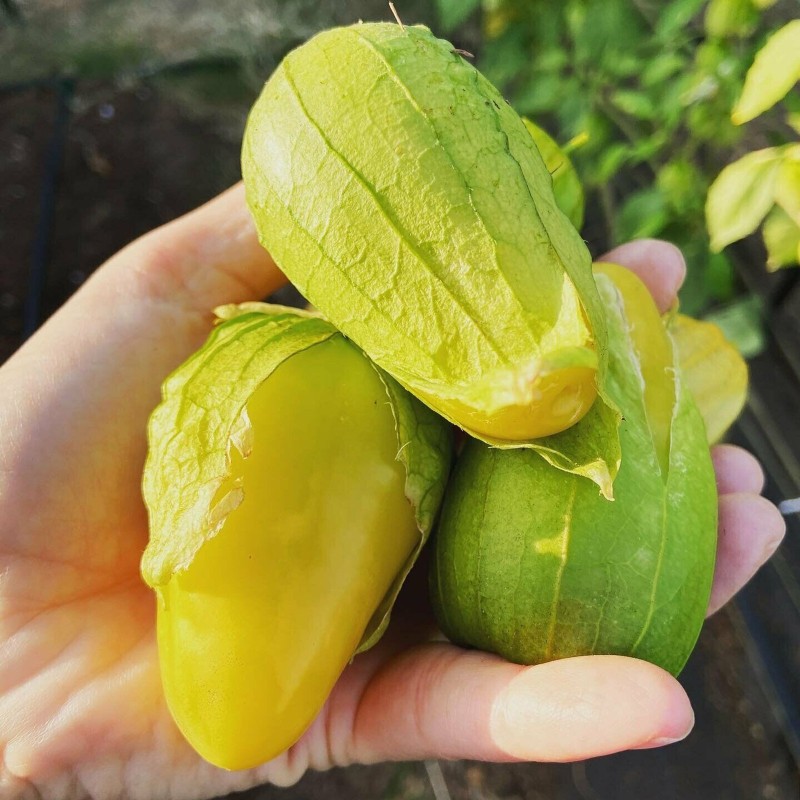 Sementes Tomatillo Rainha de Malinalco (Physalis ixocarpa) | Seeds Shop Store