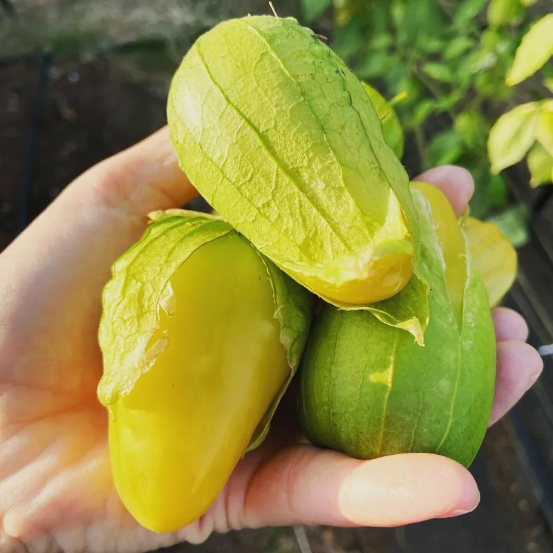 Tomatillo Queen of Malinalco seeds (Phylasis ixocarpa) | Seeds Shop Store