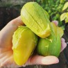 Tomatillo Queen of Malinalco seeds (Phylasis ixocarpa) | Seeds Shop Store