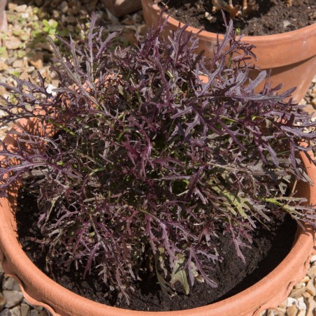 Mizuna Red Japenese Mustard Seeds