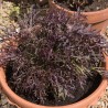 Mizuna Red Japenese Mustard Seeds