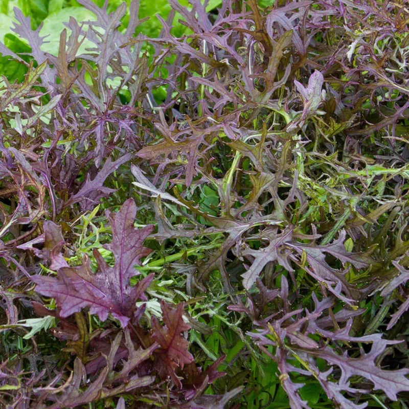 Sementes De Mostarda Vermelha Japenesa Mizuna | Seeds Shop Store