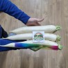 Sementes de rabanete branco gigante Vela de gelo | Seeds Shop Store