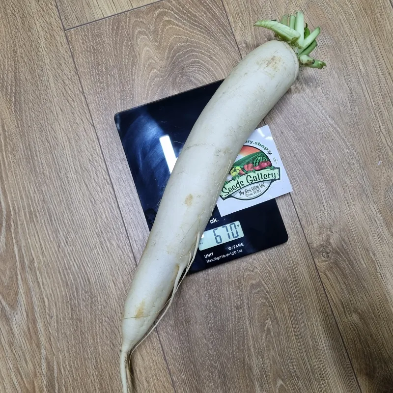 Sementes de rabanete branco gigante Vela de gelo | Seeds Shop Store