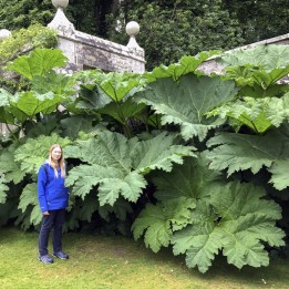 Semi di Rabarbaro gigante (Gunnera manicata) - 1.755