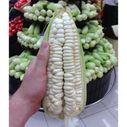 Worlds Largest Giant Corn Semena Cuzco - Cusco - 293.223938