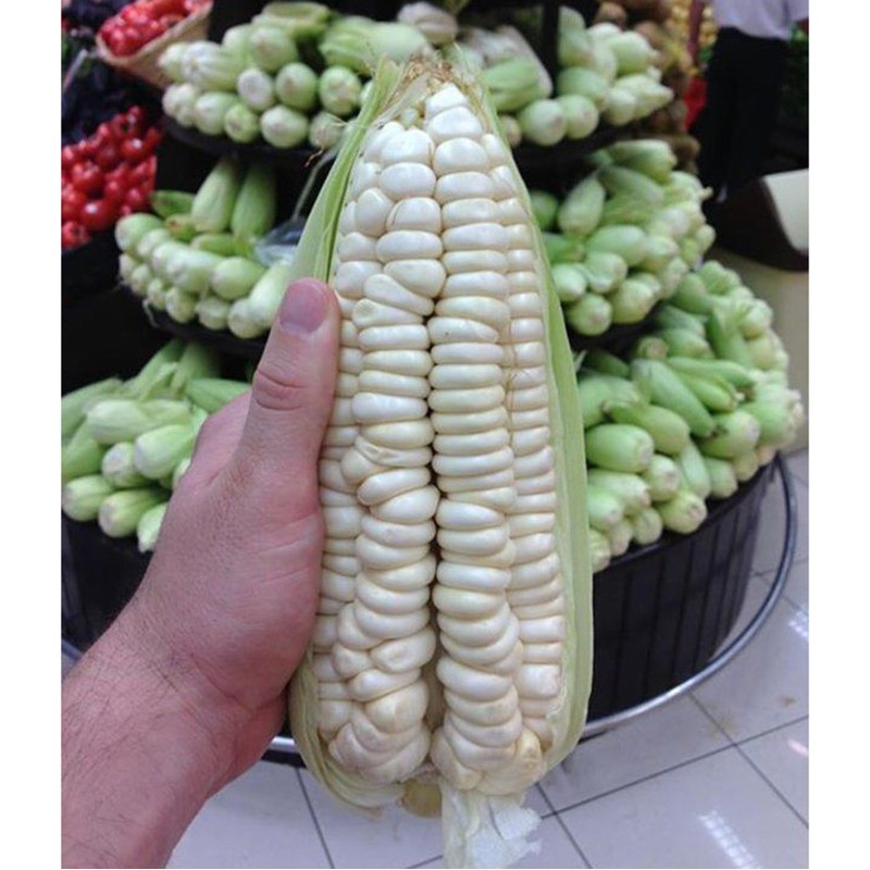 World's Largest Giant Corn Cuzco - Cusco | Seeds Shop Store