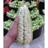 World's Largest Giant Corn Cuzco - Cusco | Seeds Shop Store