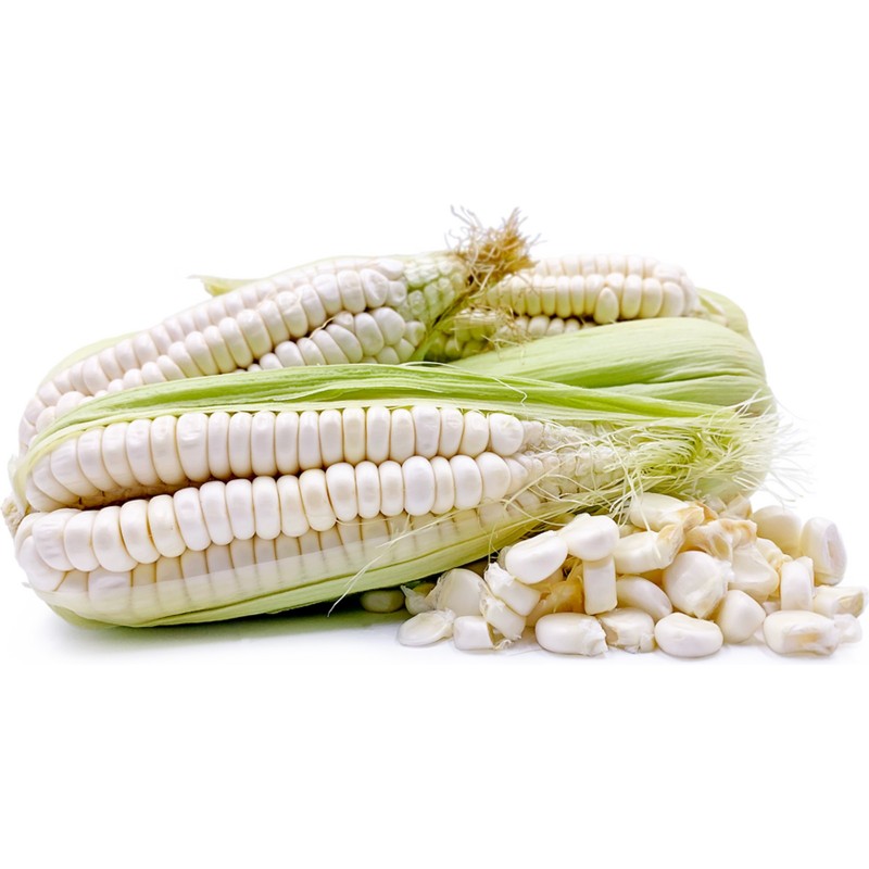 World's Largest Giant Corn Cuzco - Cusco | Seeds Shop Store