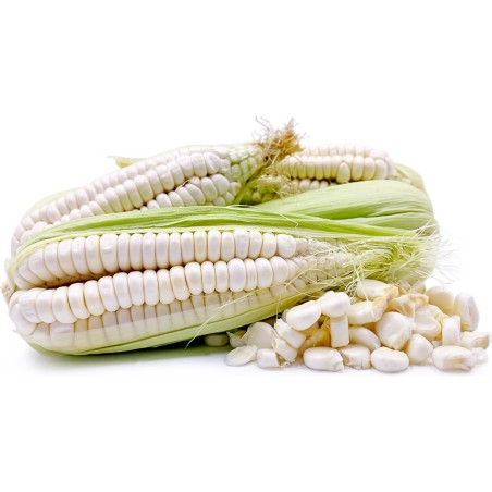World's Largest Giant Corn Cuzco - Cusco | Seeds Shop Store