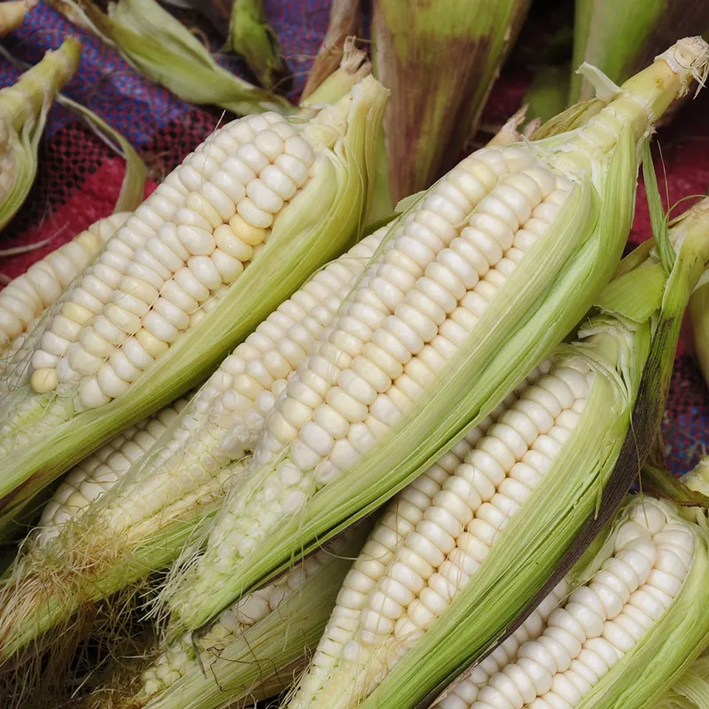 World's Largest Giant Corn Cuzco - Cusco | Seeds Shop Store