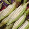 World's Largest Giant Corn Cuzco - Cusco | Seeds Shop Store