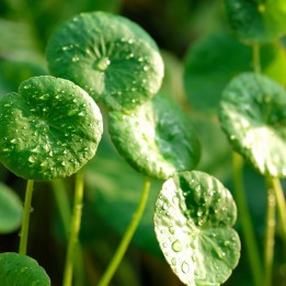 Graines de otu kola, Antanan (Centella asiatica) - 2.205