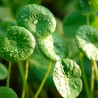 Sementes de gotu kola, antanan (Centella asiatica) | Seeds Shop Store