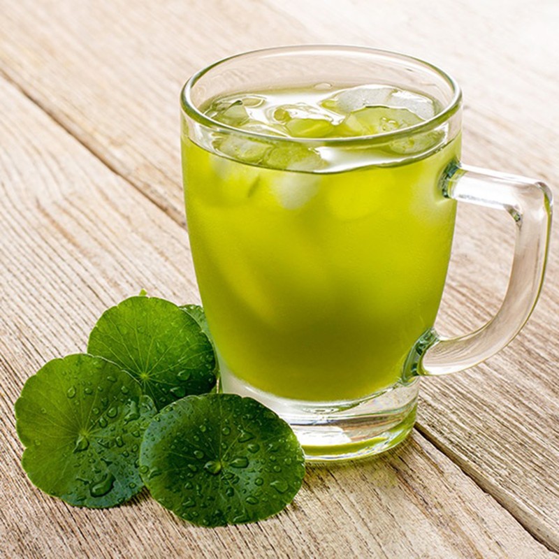 Sementes de gotu kola, antanan (Centella asiatica) | Seeds Shop Store