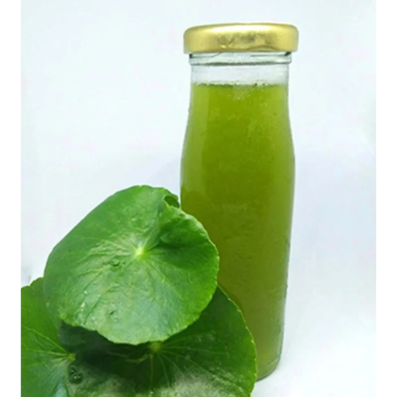 Sementes de gotu kola, antanan (Centella asiatica) | Seeds Shop Store