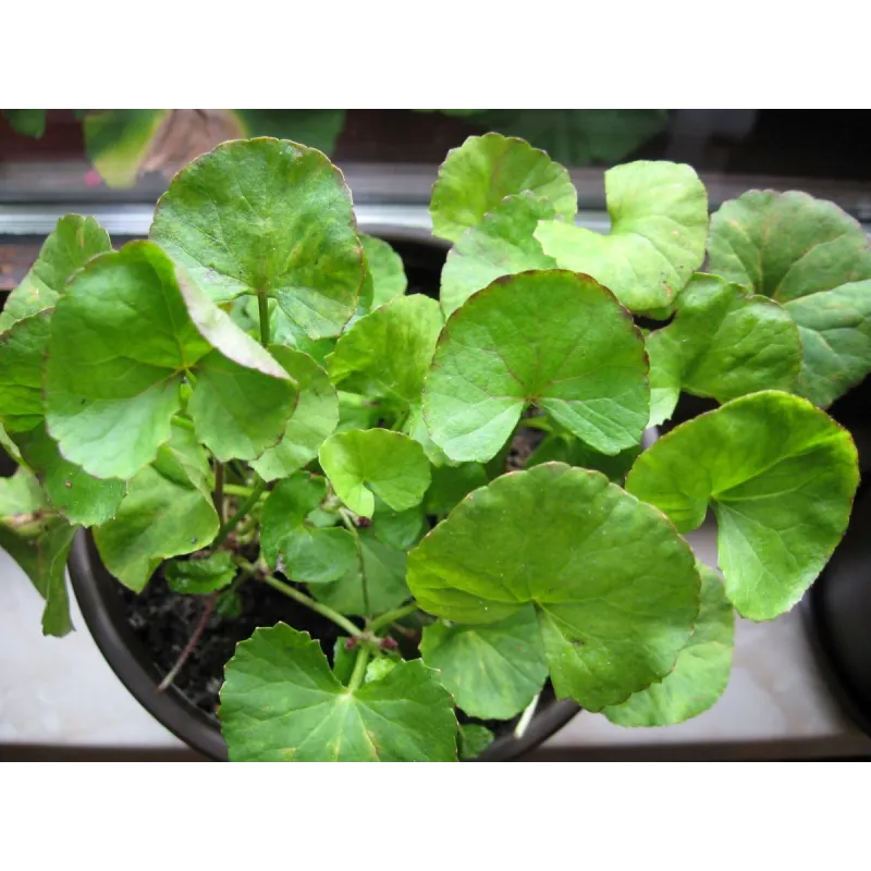 Sementes de gotu kola, antanan (Centella asiatica) | Seeds Shop Store