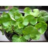 Sementes de gotu kola, antanan (Centella asiatica) | Seeds Shop Store