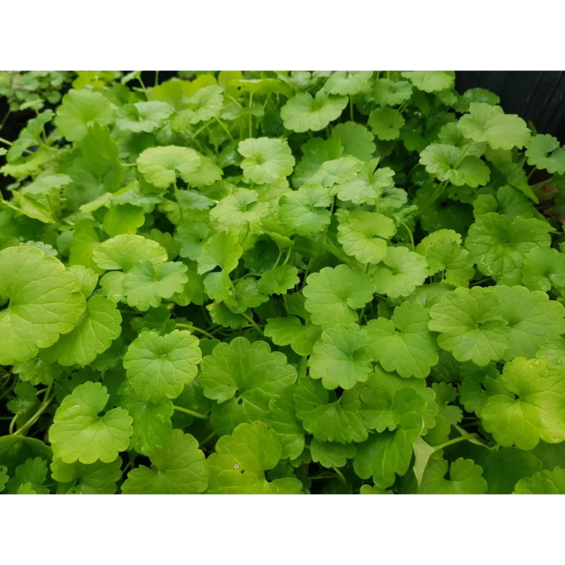Sementes de gotu kola, antanan (Centella asiatica) | Seeds Shop Store