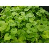 Sementes de gotu kola, antanan (Centella asiatica) | Seeds Shop Store