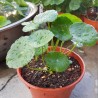 Sementes de gotu kola, antanan (Centella asiatica) | Seeds Shop Store