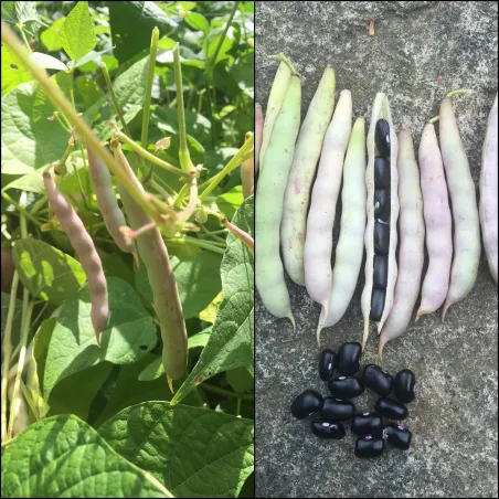 BLACK TURTLE BEAN Seeds | Seeds Shop Store