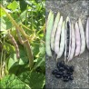 BLACK TURTLE BEAN Seeds | Seeds Shop Store