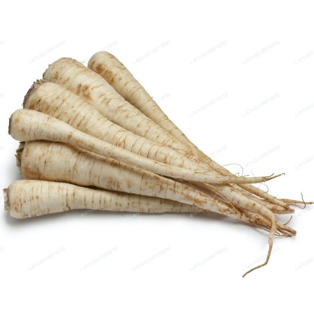 Semillas de Perejil De Raíz Berlín | Seeds Shop Store