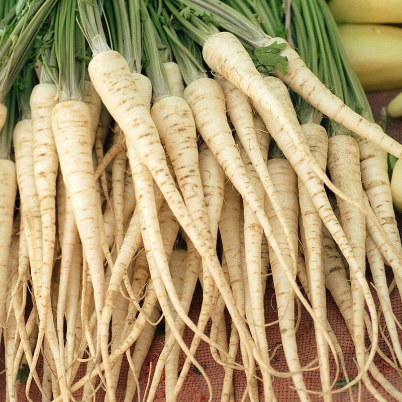 Semillas de Perejil De Raíz Berlín | Seeds Shop Store